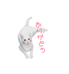 しーちゃん猫（個別スタンプ：7）