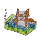 日本犬     柴犬（個別スタンプ：5）