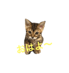 ベンガルライちゃん1（個別スタンプ：1）