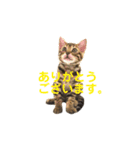 ベンガルライちゃん1（個別スタンプ：3）