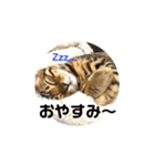 ベンガルライちゃん1（個別スタンプ：5）