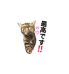ベンガルライちゃん1（個別スタンプ：7）