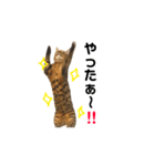 ベンガルライちゃん1（個別スタンプ：16）