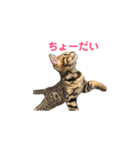 ベンガルライちゃん1（個別スタンプ：24）
