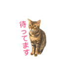 ベンガルライちゃん1（個別スタンプ：25）