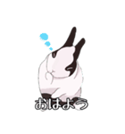 うさぎの「だいふく」（個別スタンプ：1）