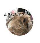 日常会話アッサム（個別スタンプ：5）