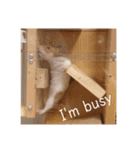 ハムスターの生活（個別スタンプ：1）
