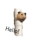 ハムスターの生活（個別スタンプ：3）