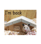 ハムスターの生活（個別スタンプ：16）