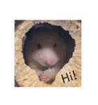 ハムスターの生活（個別スタンプ：24）