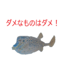 お魚！（個別スタンプ：1）