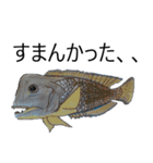 お魚！（個別スタンプ：4）