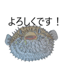 お魚！（個別スタンプ：5）