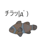 お魚！（個別スタンプ：9）