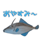 お魚！（個別スタンプ：13）