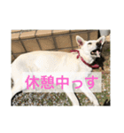 ワンコニャンコ（1）（個別スタンプ：4）