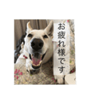ワンコニャンコ（1）（個別スタンプ：6）