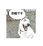 ワンコニャンコ（1）（個別スタンプ：9）