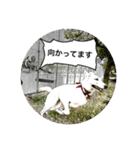 ワンコニャンコ（1）（個別スタンプ：10）