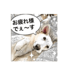 ワンコニャンコ（1）（個別スタンプ：13）