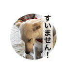 ワンコニャンコ（1）（個別スタンプ：20）