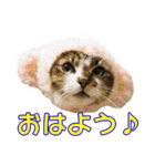 愛しの猫たち（個別スタンプ：1）