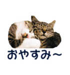愛しの猫たち（個別スタンプ：2）