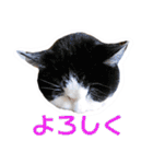 愛しの猫たち（個別スタンプ：3）