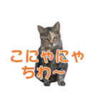 愛しの猫たち（個別スタンプ：4）