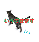 愛しの猫たち（個別スタンプ：5）