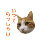 愛しの猫たち（個別スタンプ：6）