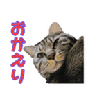 愛しの猫たち（個別スタンプ：8）