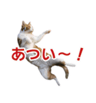 愛しの猫たち（個別スタンプ：9）