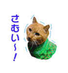 愛しの猫たち（個別スタンプ：10）