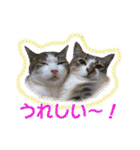 愛しの猫たち（個別スタンプ：12）