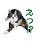 愛しの猫たち（個別スタンプ：13）