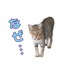 愛しの猫たち（個別スタンプ：14）