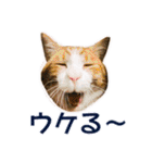 愛しの猫たち（個別スタンプ：15）