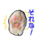 愛しの猫たち（個別スタンプ：16）