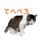 愛しの猫たち（個別スタンプ：17）