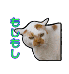 愛しの猫たち（個別スタンプ：18）