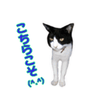 愛しの猫たち（個別スタンプ：19）