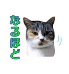 愛しの猫たち（個別スタンプ：20）