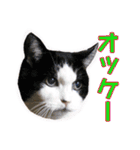 愛しの猫たち（個別スタンプ：21）