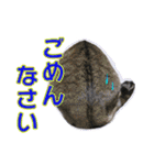 愛しの猫たち（個別スタンプ：22）