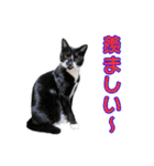 愛しの猫たち（個別スタンプ：23）