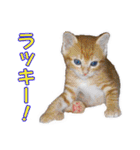 愛しの猫たち（個別スタンプ：24）