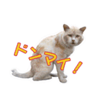 愛しの猫たち（個別スタンプ：25）