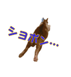 愛しの猫たち（個別スタンプ：26）